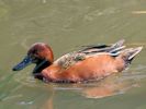 Cinnamon Teal (WWT Slimbridge May 2013) - pic by Nigel Key